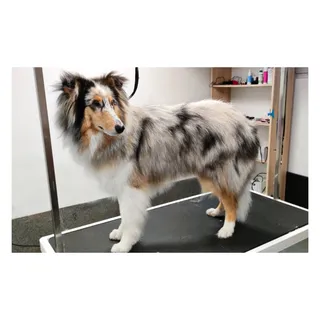 Groomer "Psistań" - Salon pielęgnacji psów