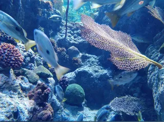 Sharjah Aquarium
