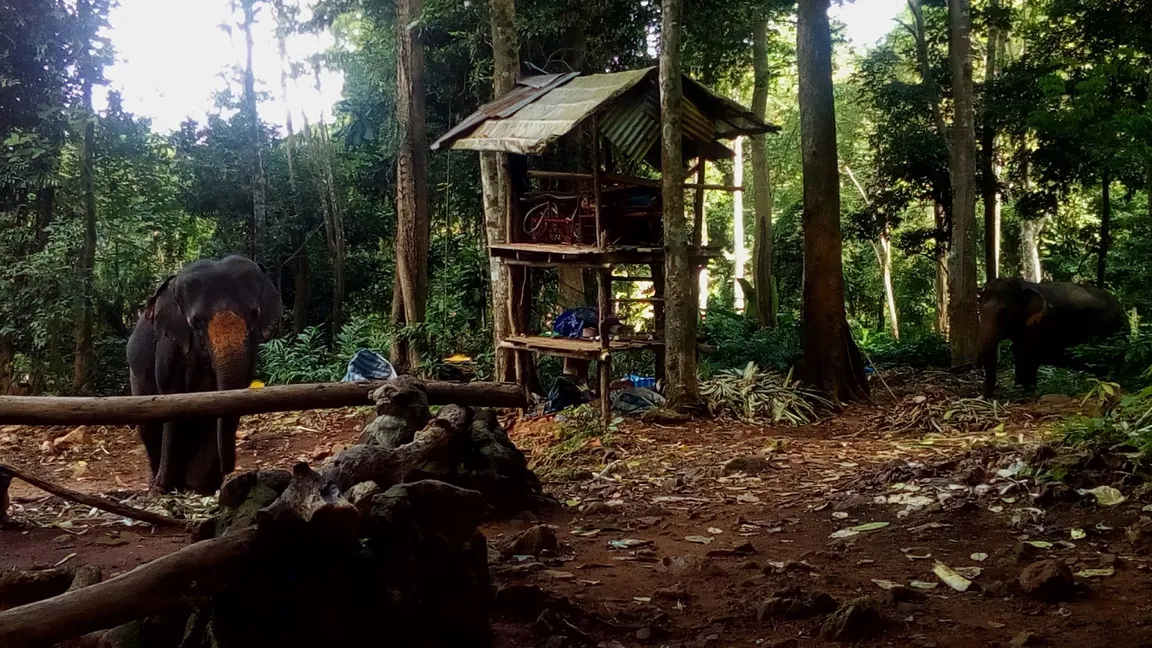 Ban Kwan Chang Elephant Camp