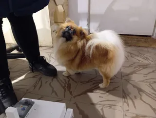 Twój Ulubiony Groomer
