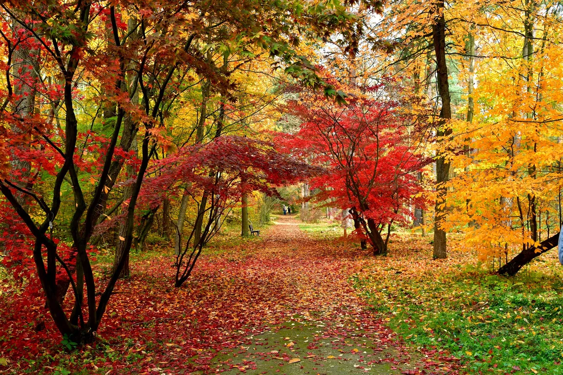 Arboretum SGGW w Rogowie