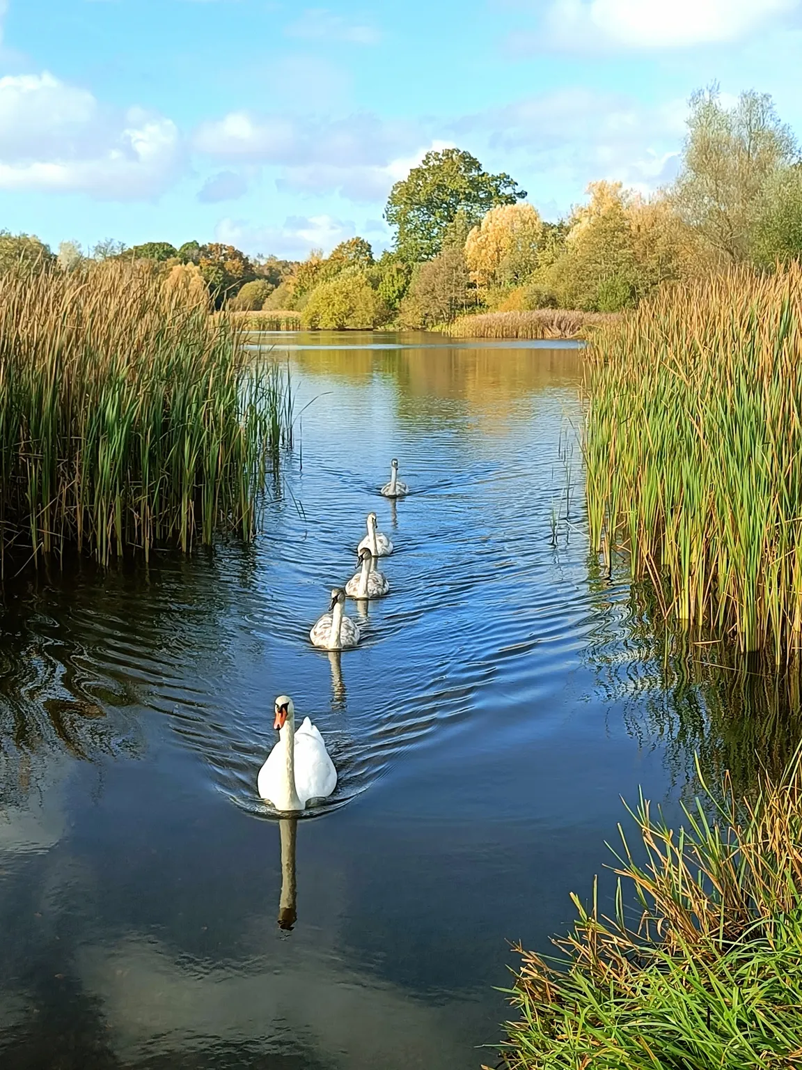 Moors Valley Country Park & Forest