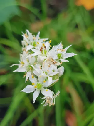 Therapeutic Garden @ Punggol Waterway Park