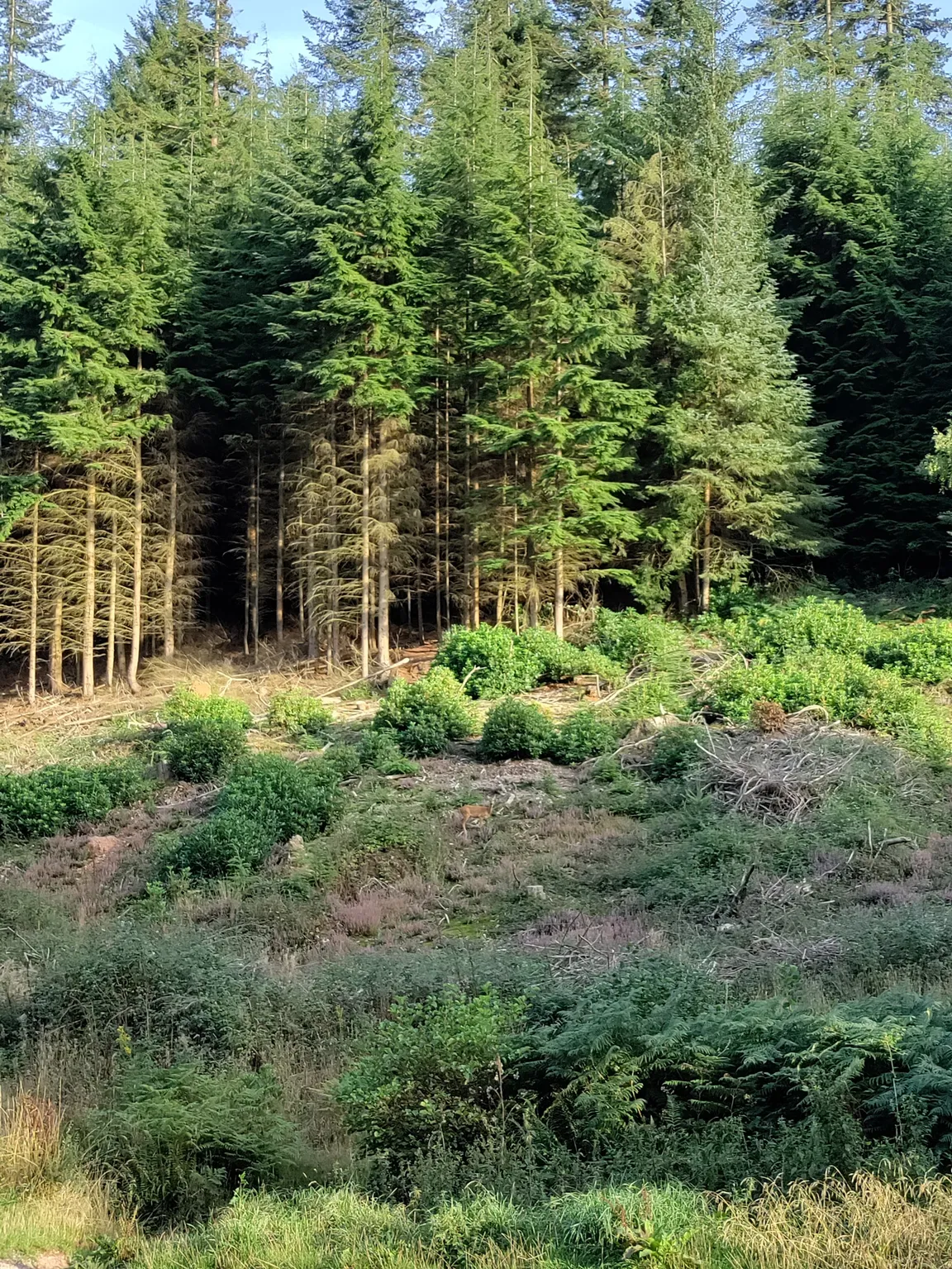Great Wood