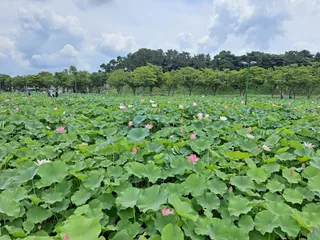 Donggung Palace & Wolji Pond
