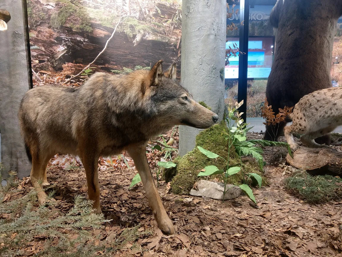 Muzeum Przyrodnicze Bieszczadzkiego Parku Narodowego