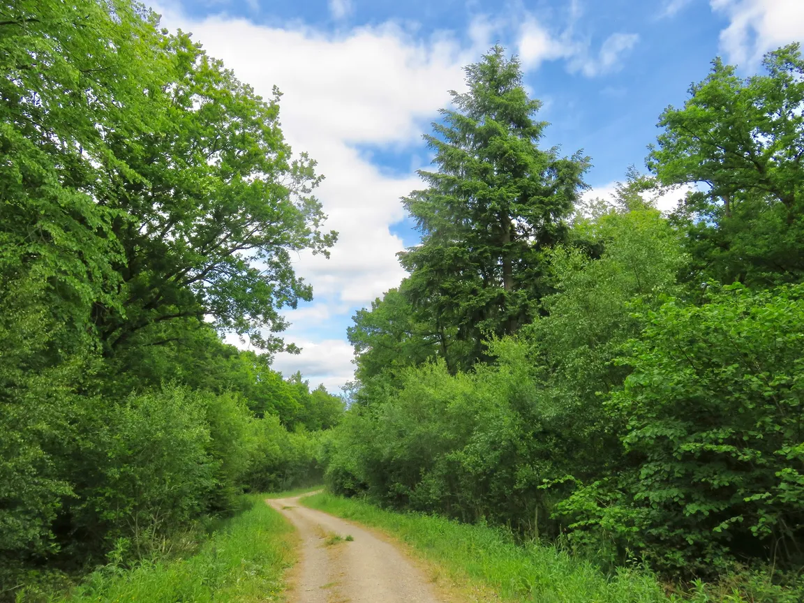 Webb’s Wood
