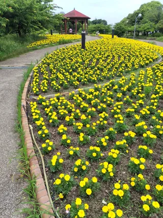 Flower Knoll