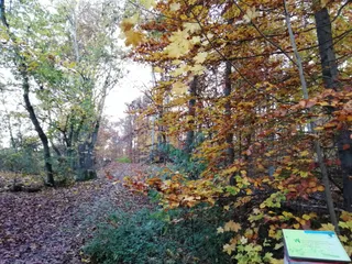 Schöpfungsweg Station 10: Vergänglichkeit - Eichenstamm