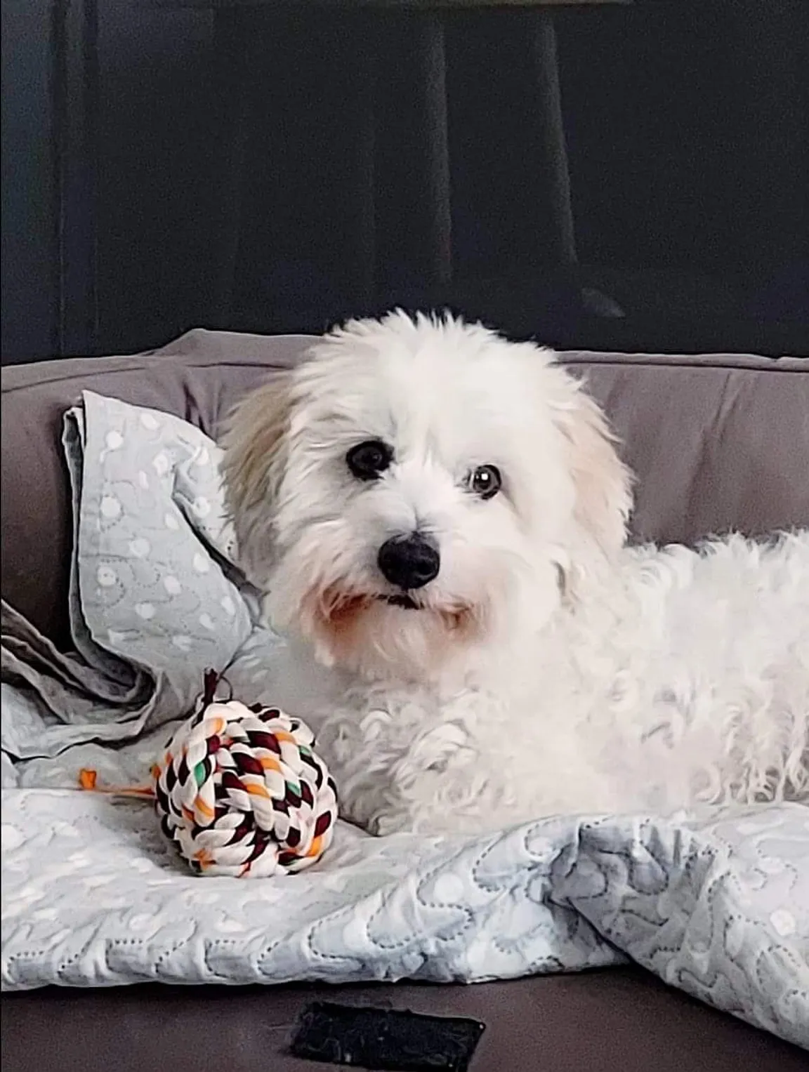 PetFamily Domowy Hotelik dla psów Warszawa