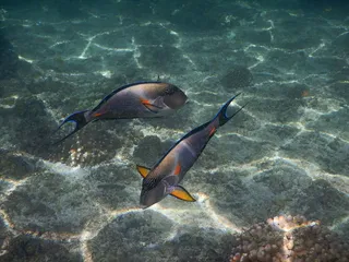 Seeb Sea Tours (Snorkelling in Dimaniyat Islands)