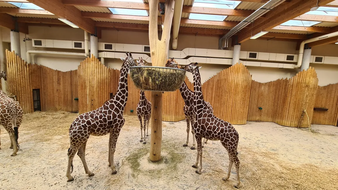 Dvůr Králové Zoo