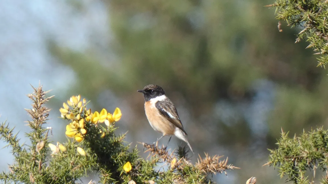 Old Lodge Nature Reserve