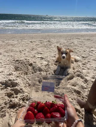 Glenelg North Dog-Friendly Beach