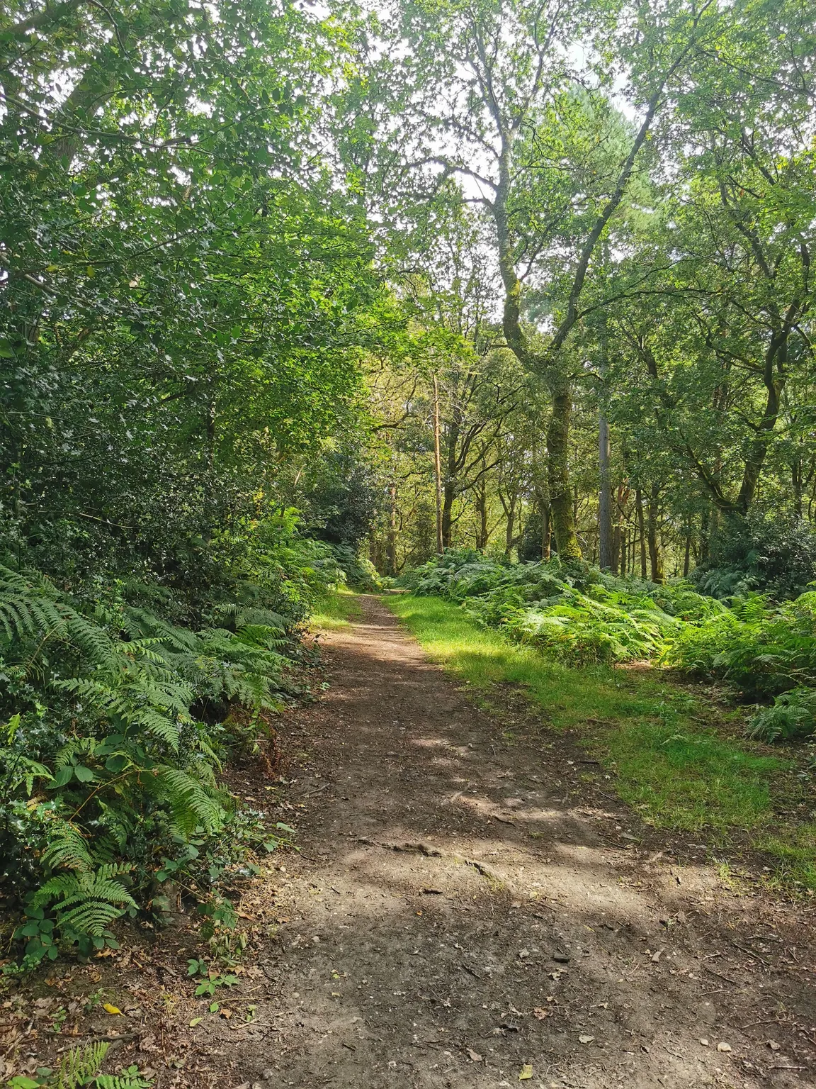 Pamber Forest