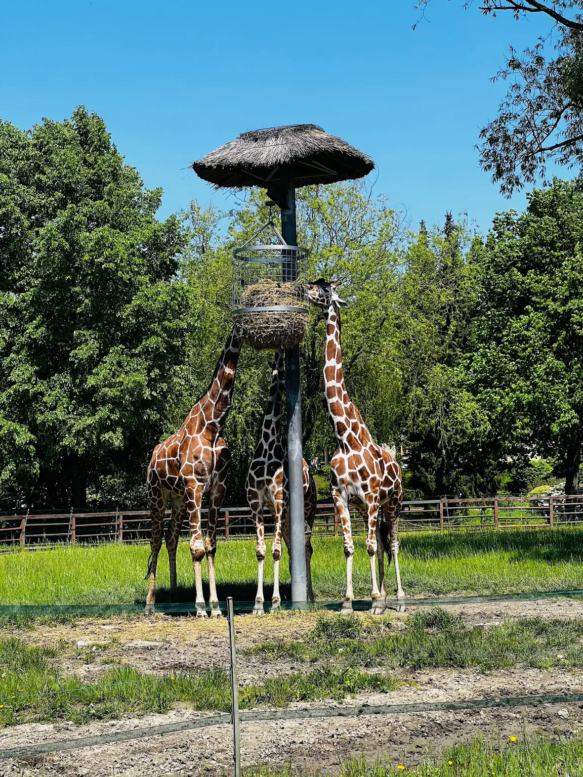 Śląski Ogród Zoologiczny