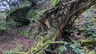 Eridge Rocks Nature Reserve