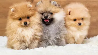Yellow Roof Pet Care