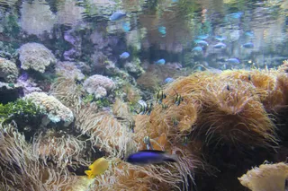 Sea Life Sydney Aquarium