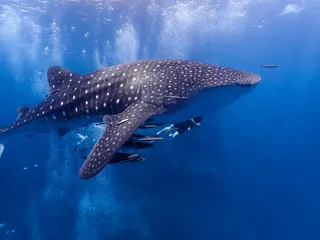 Dive Tribe Phi Phi
