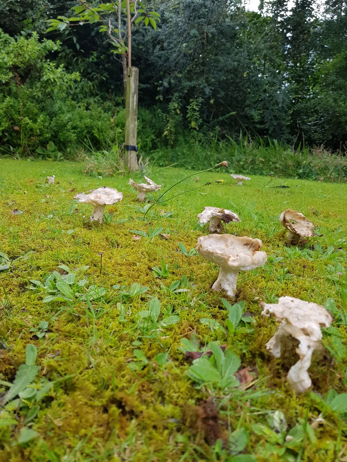 Lakeview Organic Farm