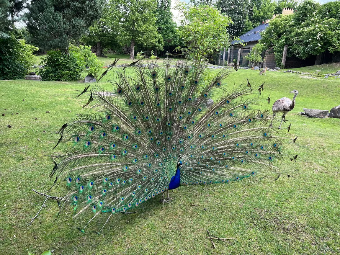 Zoo Opole