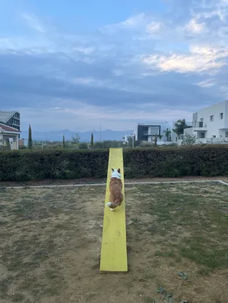 Royal Canin Dog park