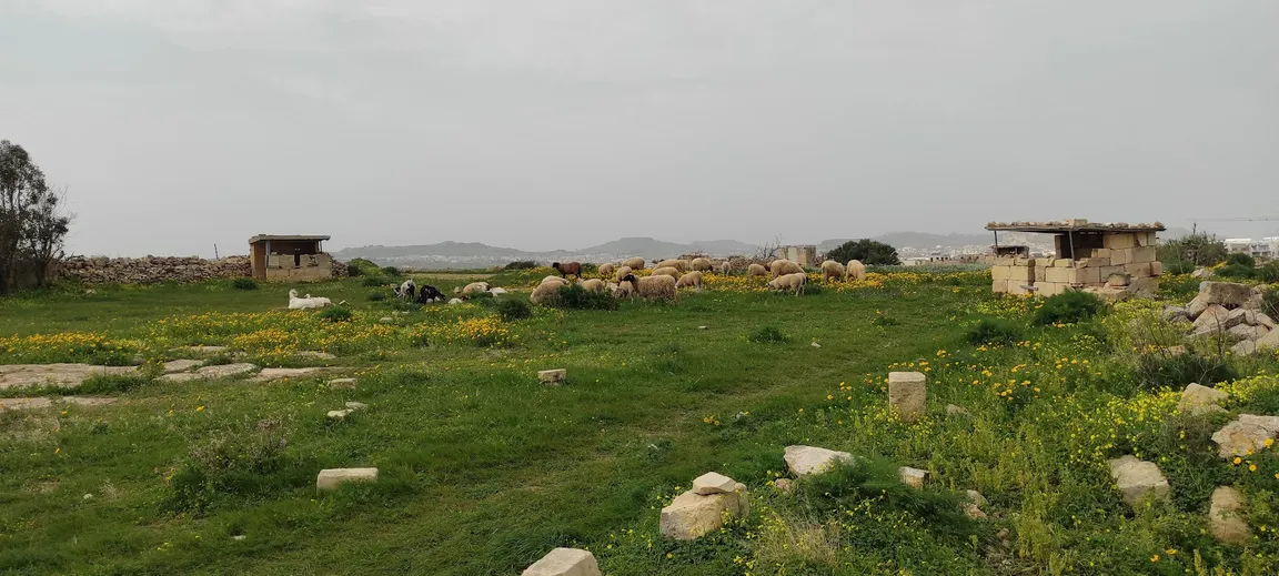 Gozo CoastalWalk red trail