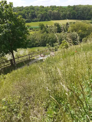 Burgberg (Steinheim)