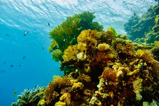 Scuba World Divers - Marsa Mares
