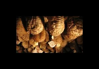 Associazione Strada del Culatello