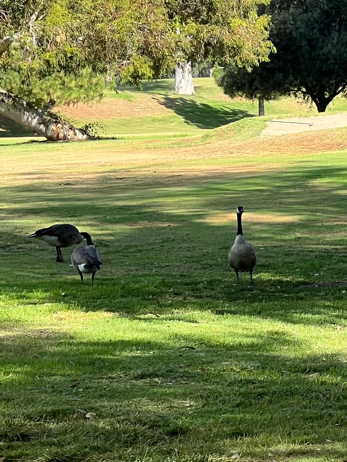 Wilson & Harding Golf Courses