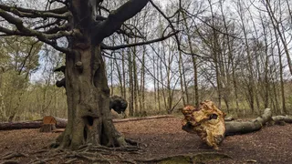 Buchan Country Park