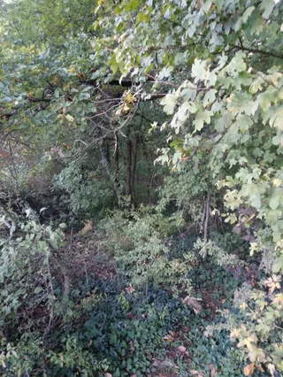 City Forest