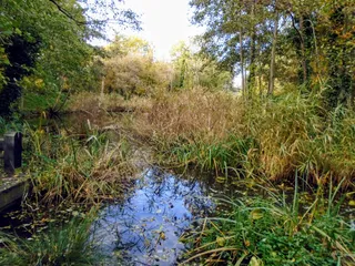 Camley Street Natural Park, London Wildlife Trust