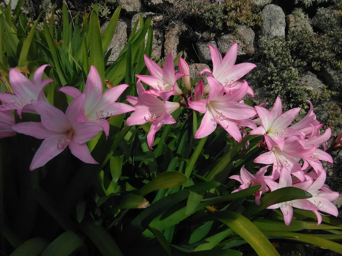 Carreg Dhu Gardens