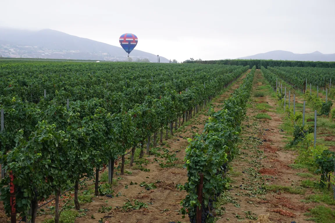 Bottaia Winery