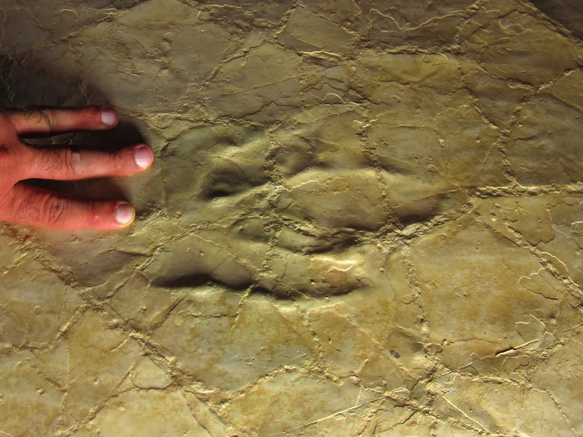 Beach to pterosaurs