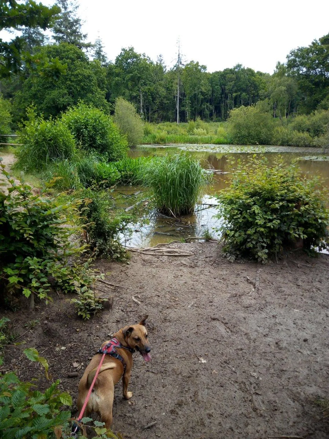 Abbot's Wood