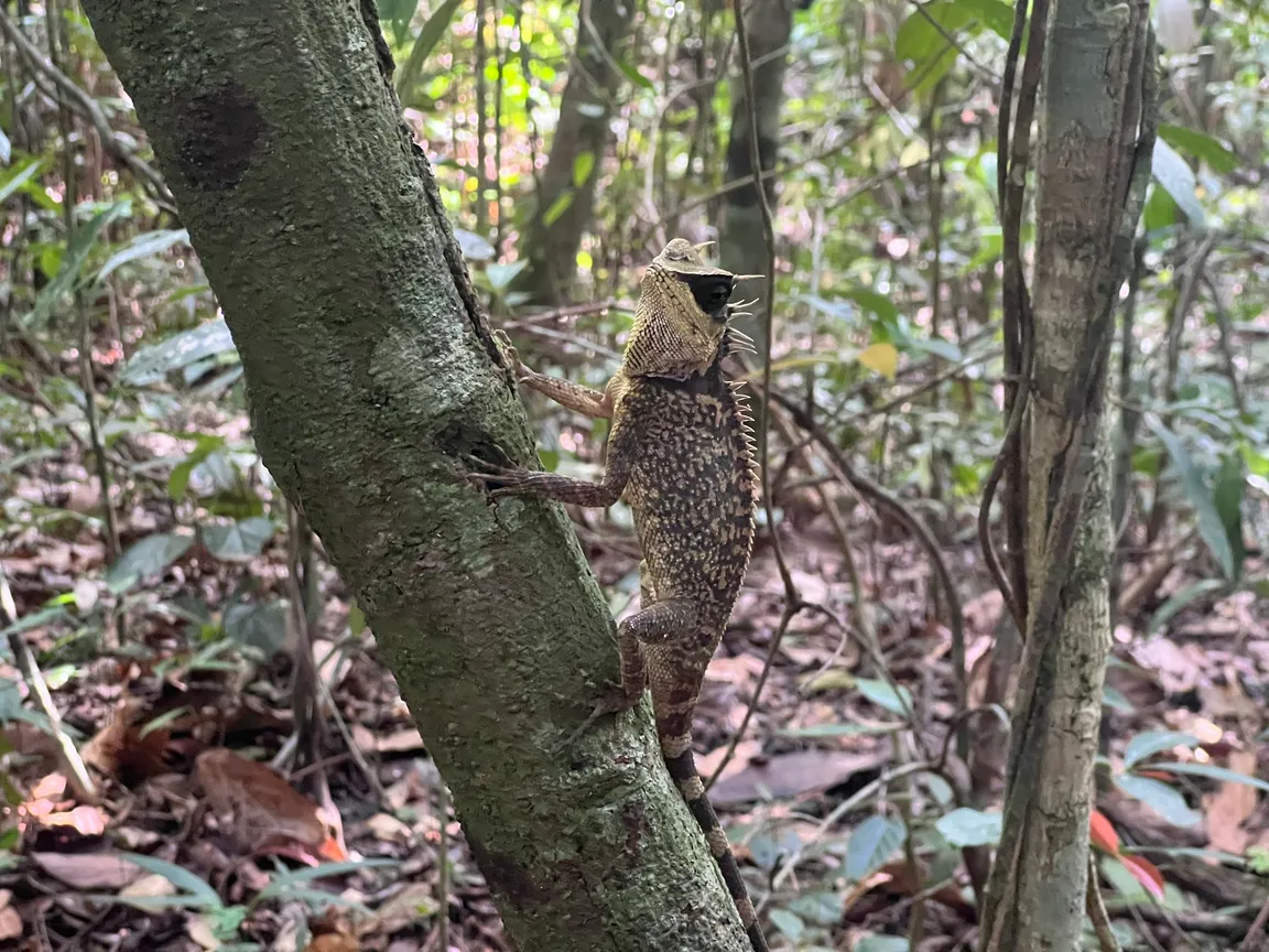 Khao Ngon Nak Nature Trail
