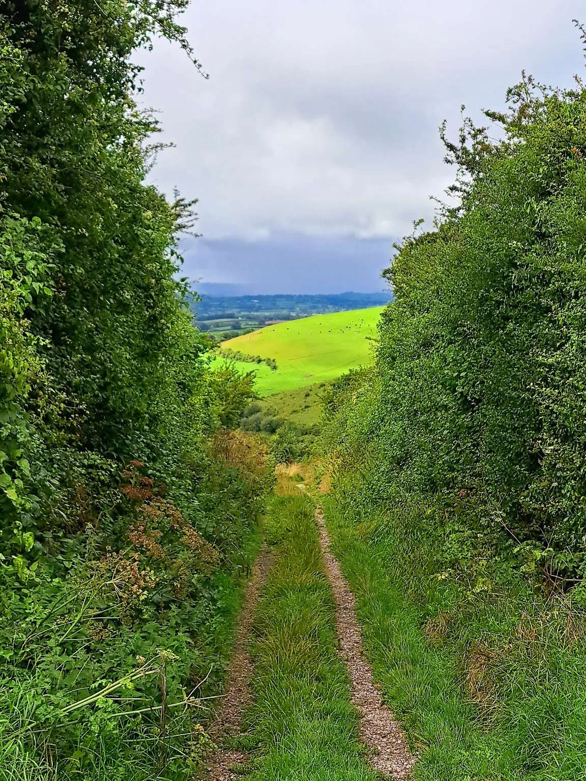 National Trust - Fontmell and Melbury Downs