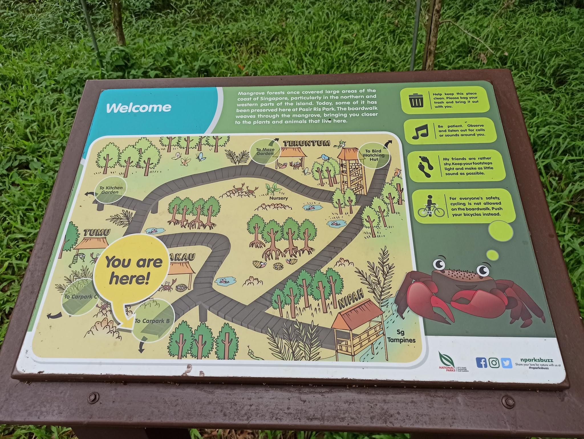 Pasir Ris Park Mangrove Boardwalk | Hopsa