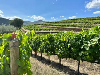 Quinta da Roêda | Croft Port