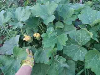 Urban Gardens Sloboština