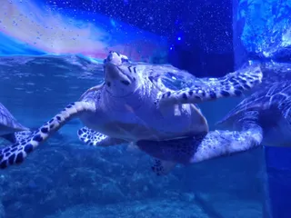 Hurghada Grand Aquarium