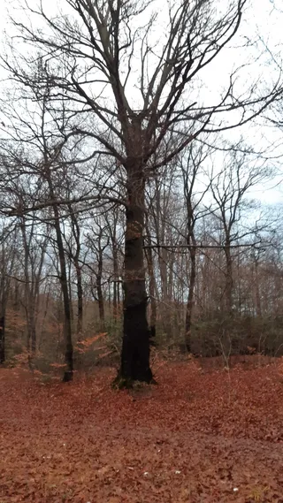 The Mighty Tree