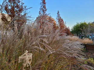 Gyeongui Line Forest Park
