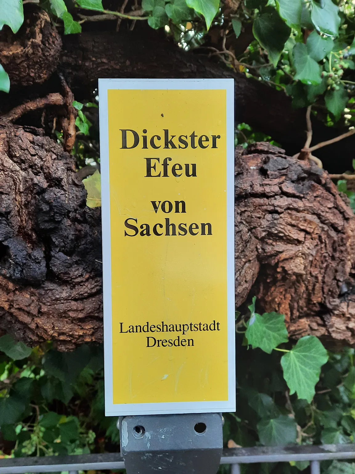 Dickster Efeu von Sachsen