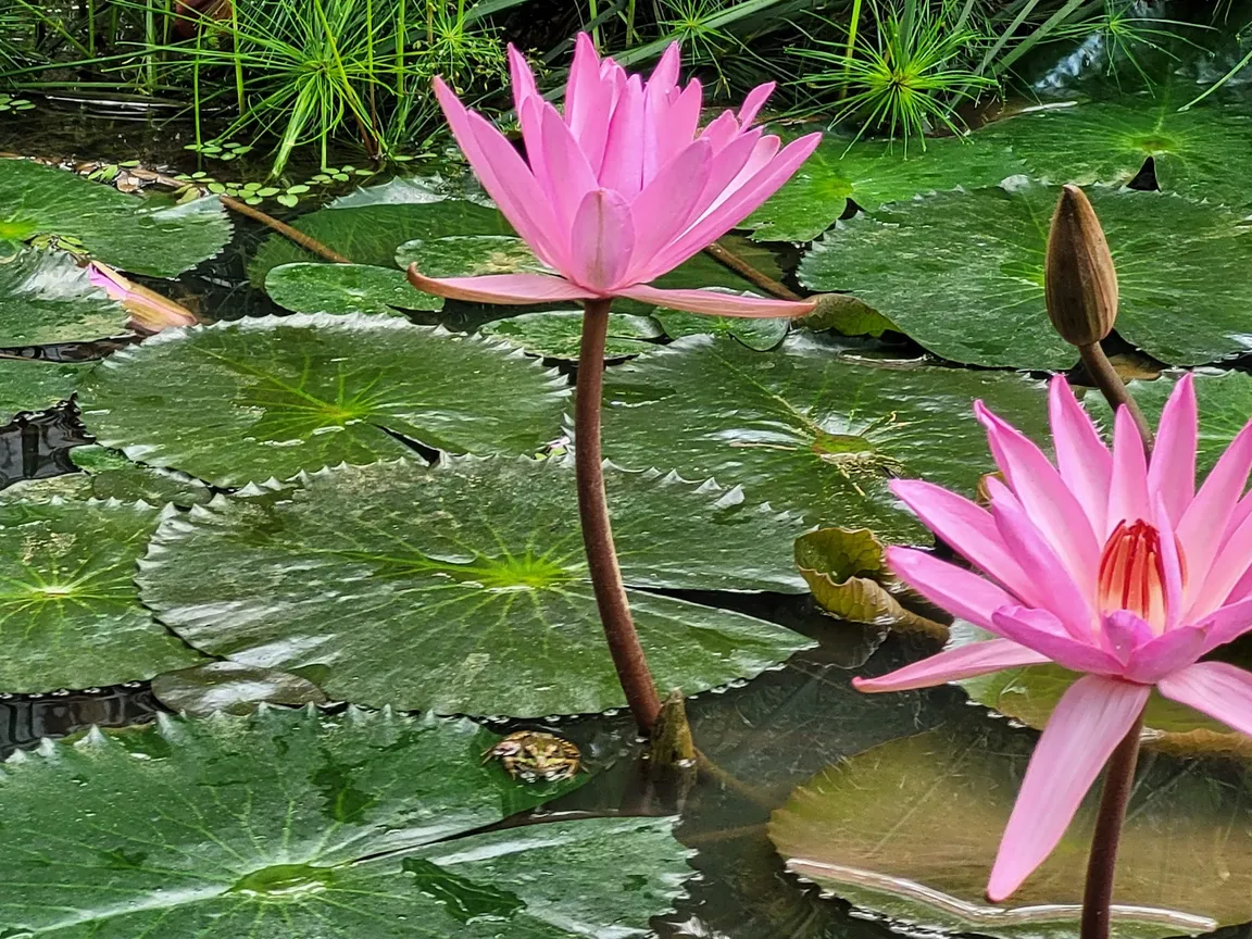 Parque Terra Nostra