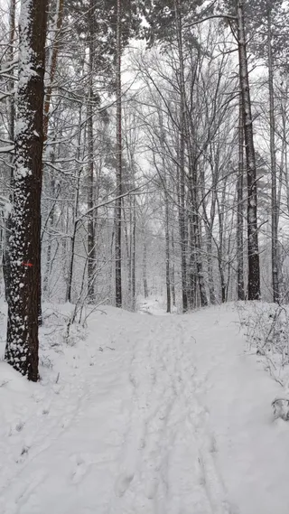 Nadleśnictwo Mińsk